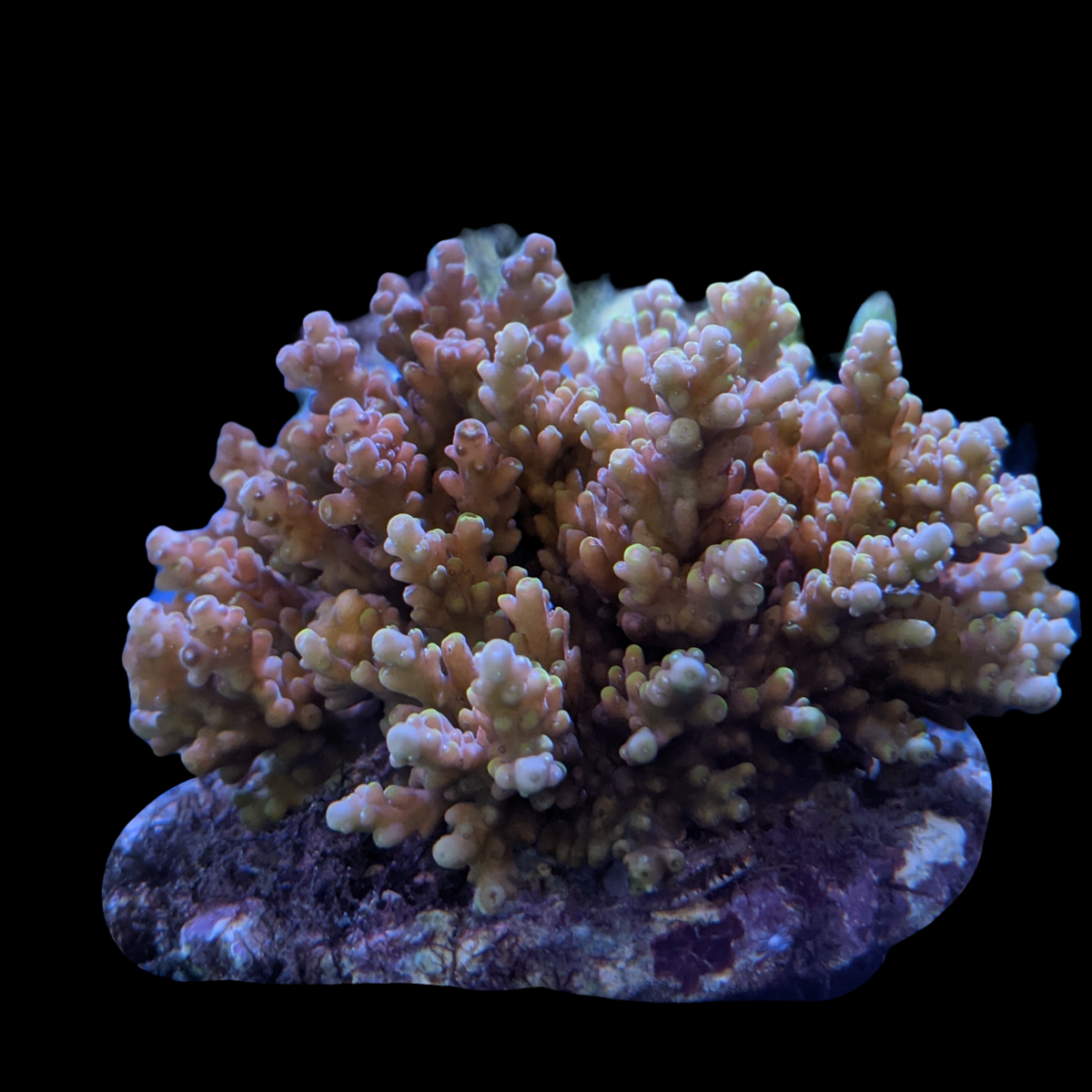 Indonesia Aquacultured Acropora (Collection Only)