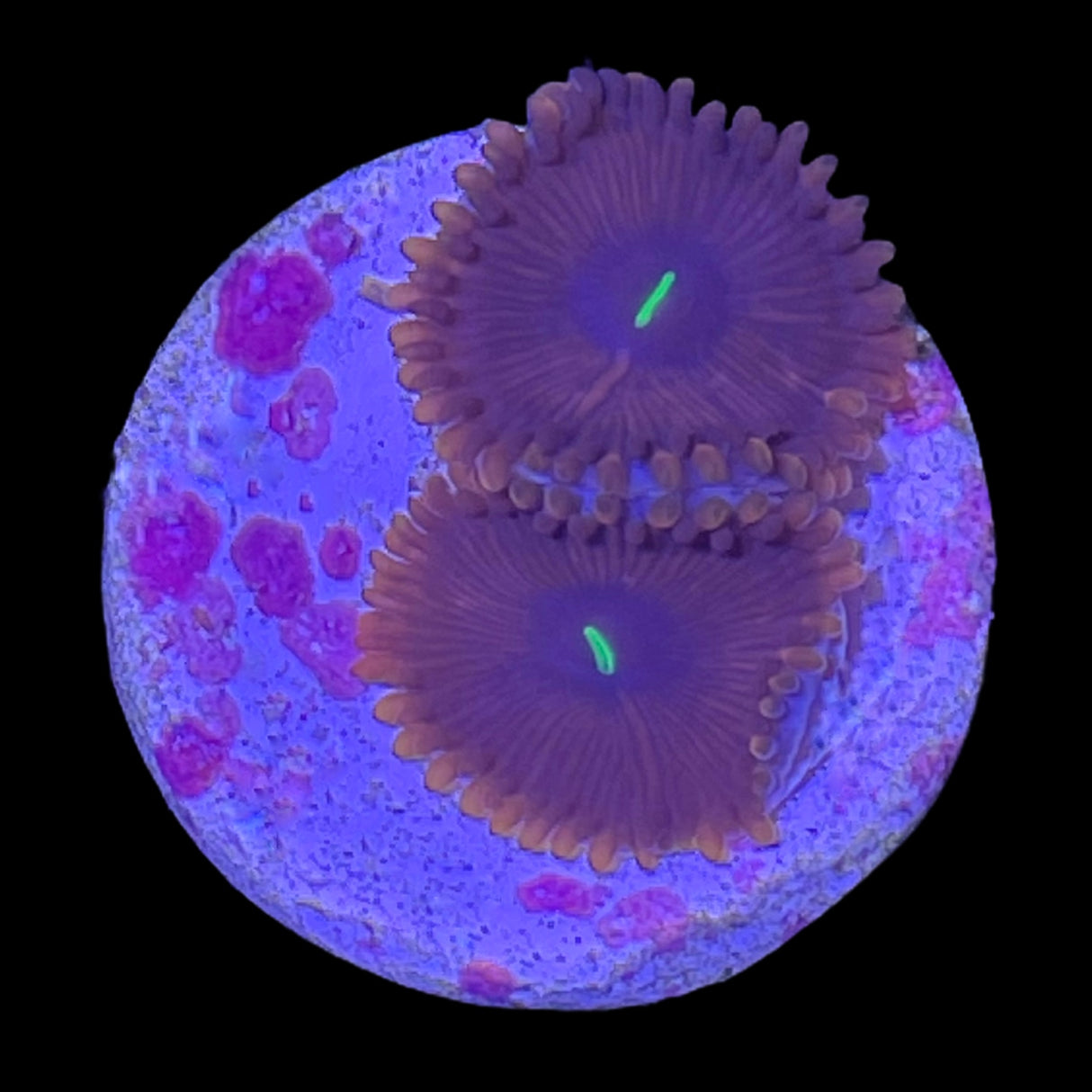 Red People Eater Zoa Frag