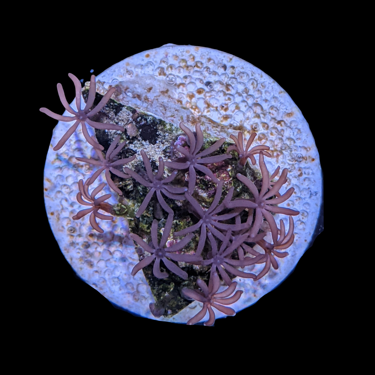 Star Polyps (Large Plug)