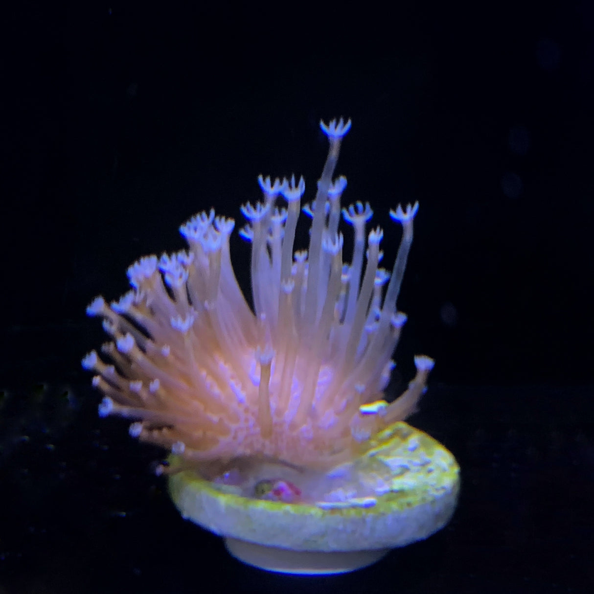 Toadstool