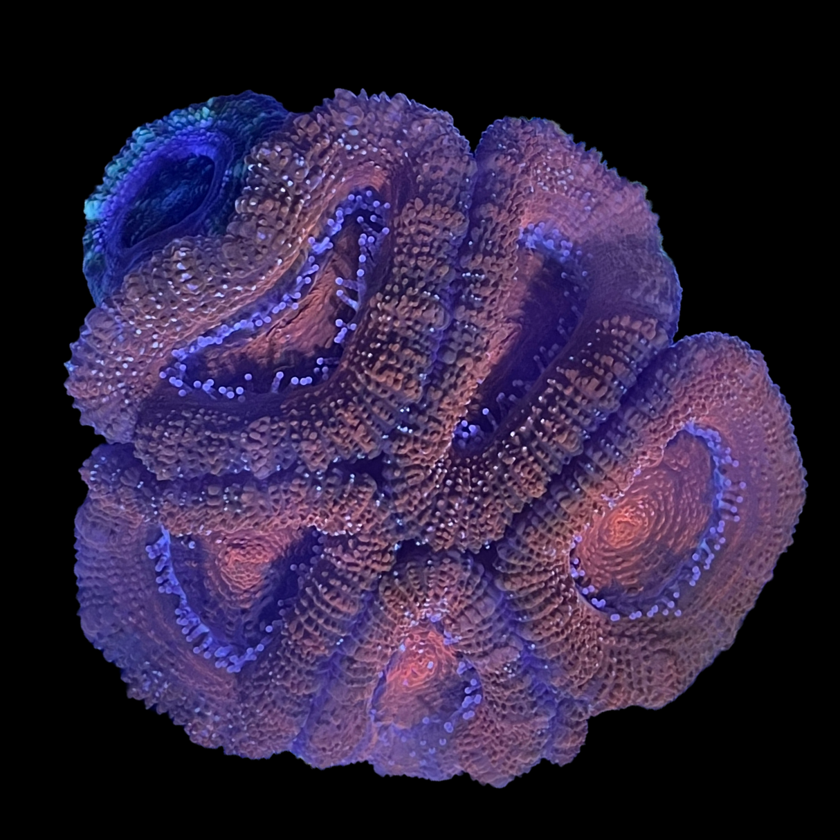 Acanthastrea Lordhowensi