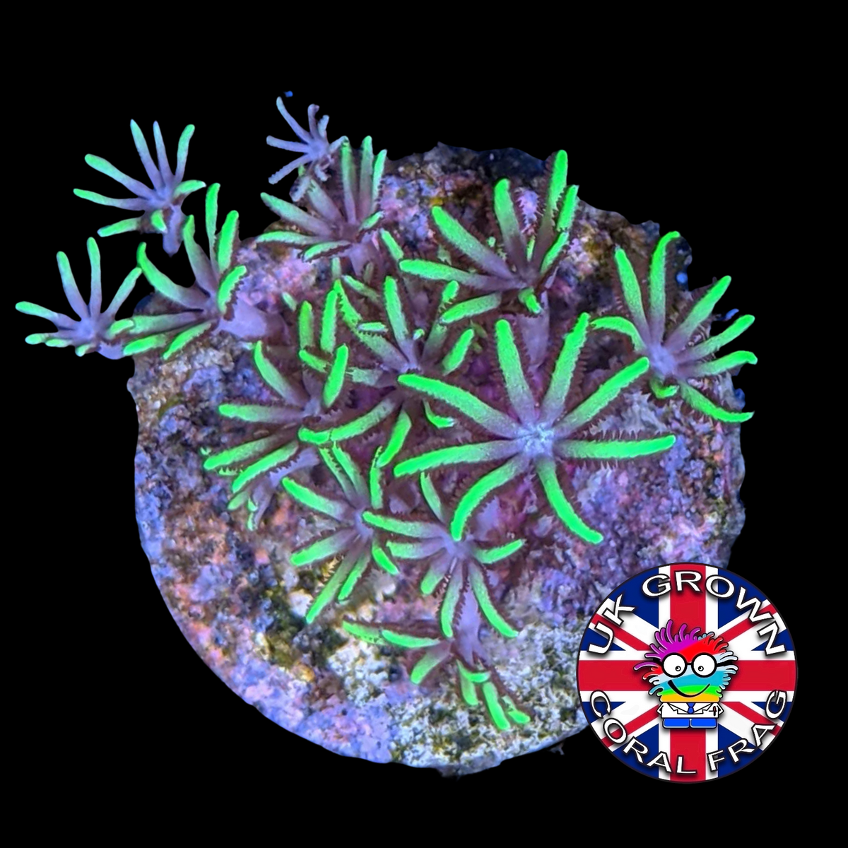 Green Star Polyps (Standard Plug) (UK Grown)