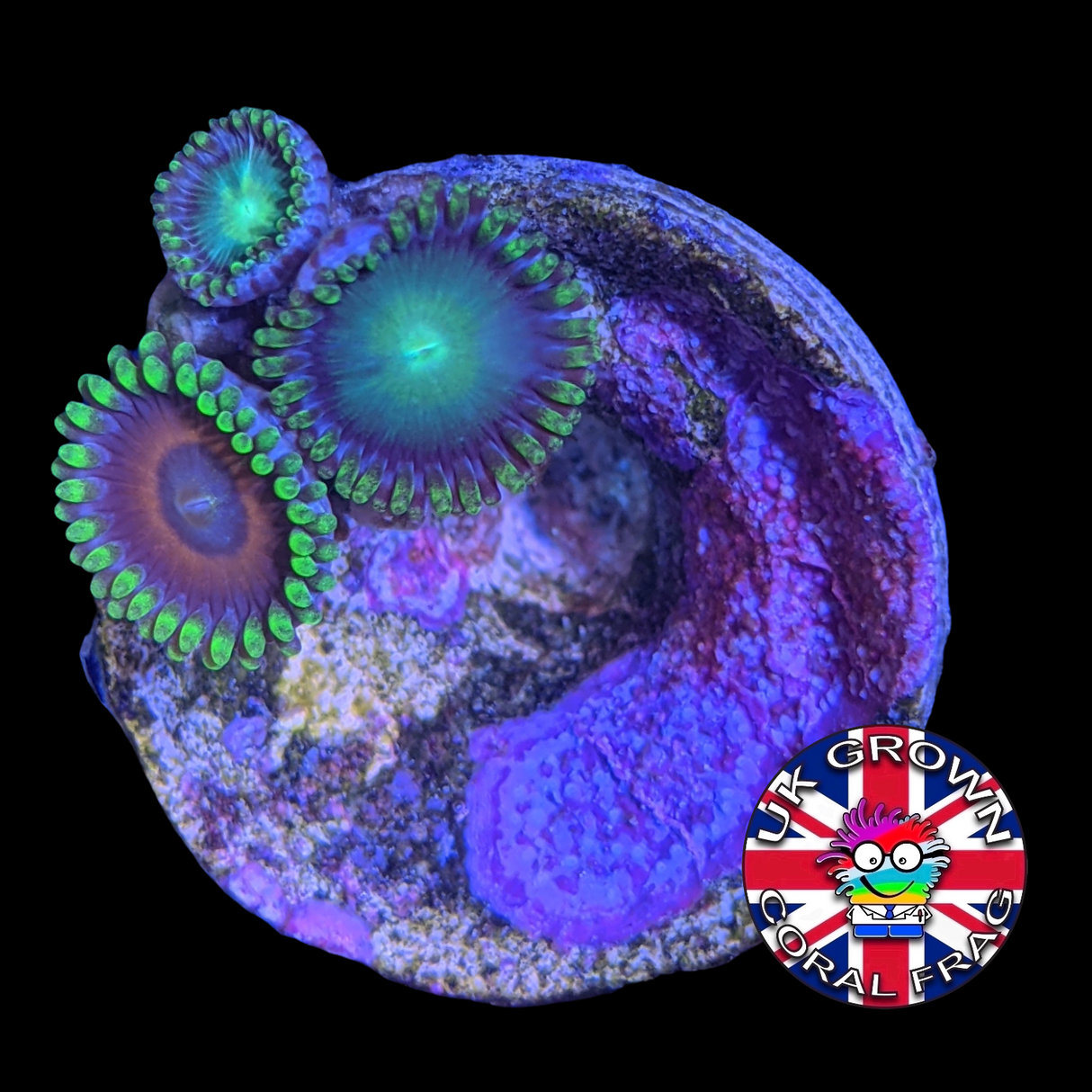 Radioactive Dragons Eyes / Eagle Eye Zoa (UK Grown)