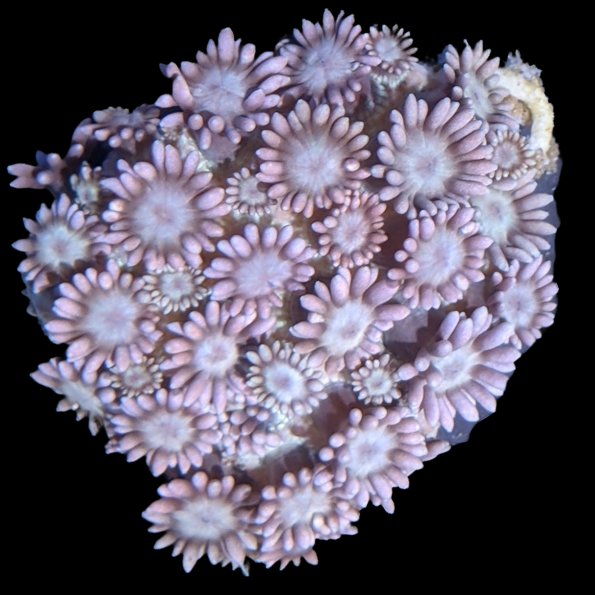 Green / Pink Goniopora