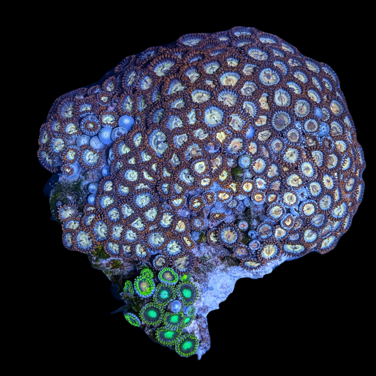 Mini Zoa Colony