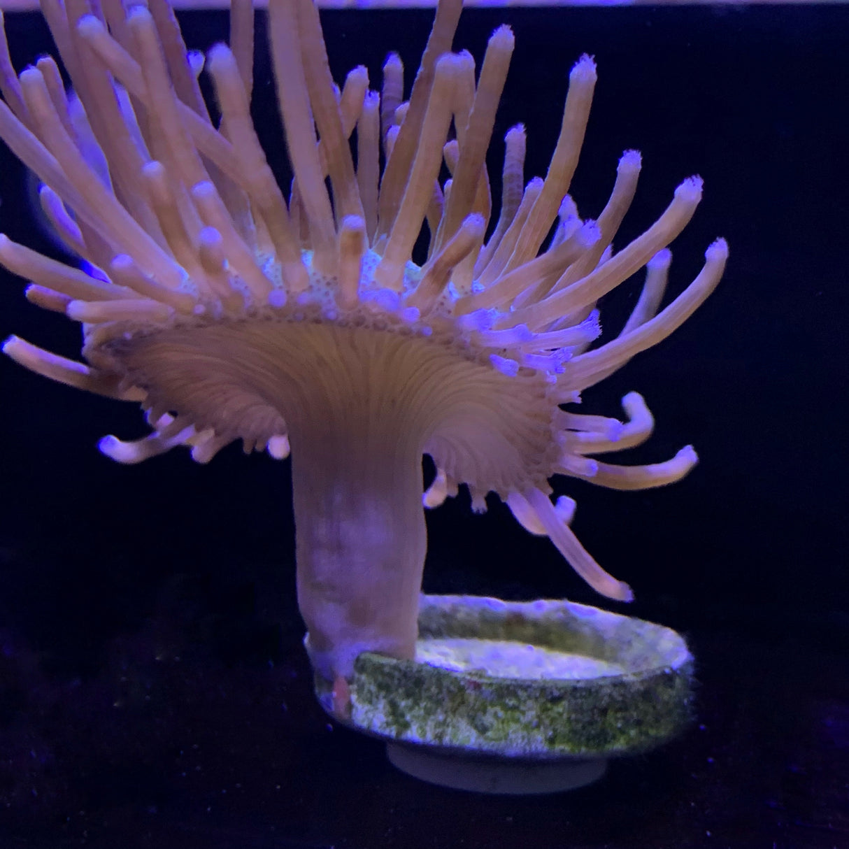 Toadstool coral