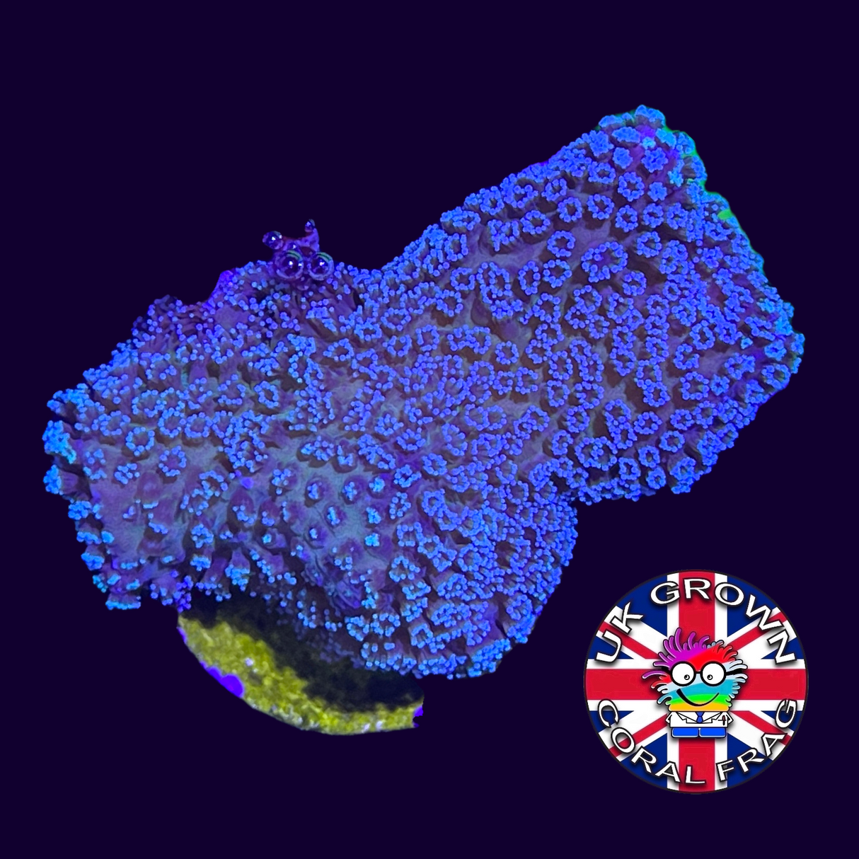 Blue Polyp Stylophora