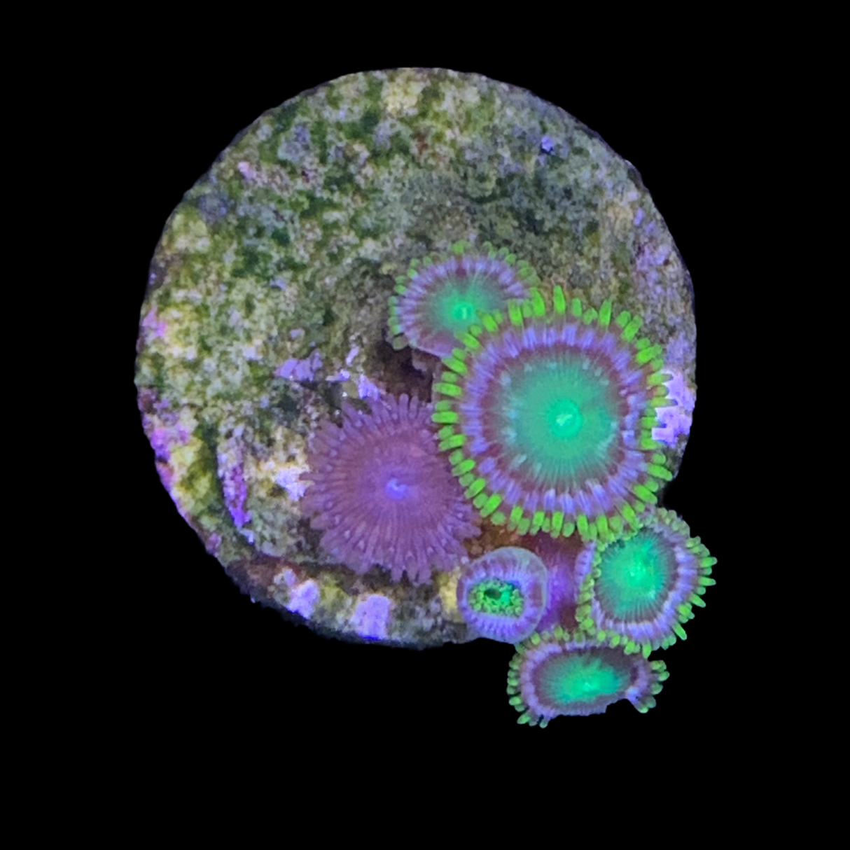 Zoa Frag
