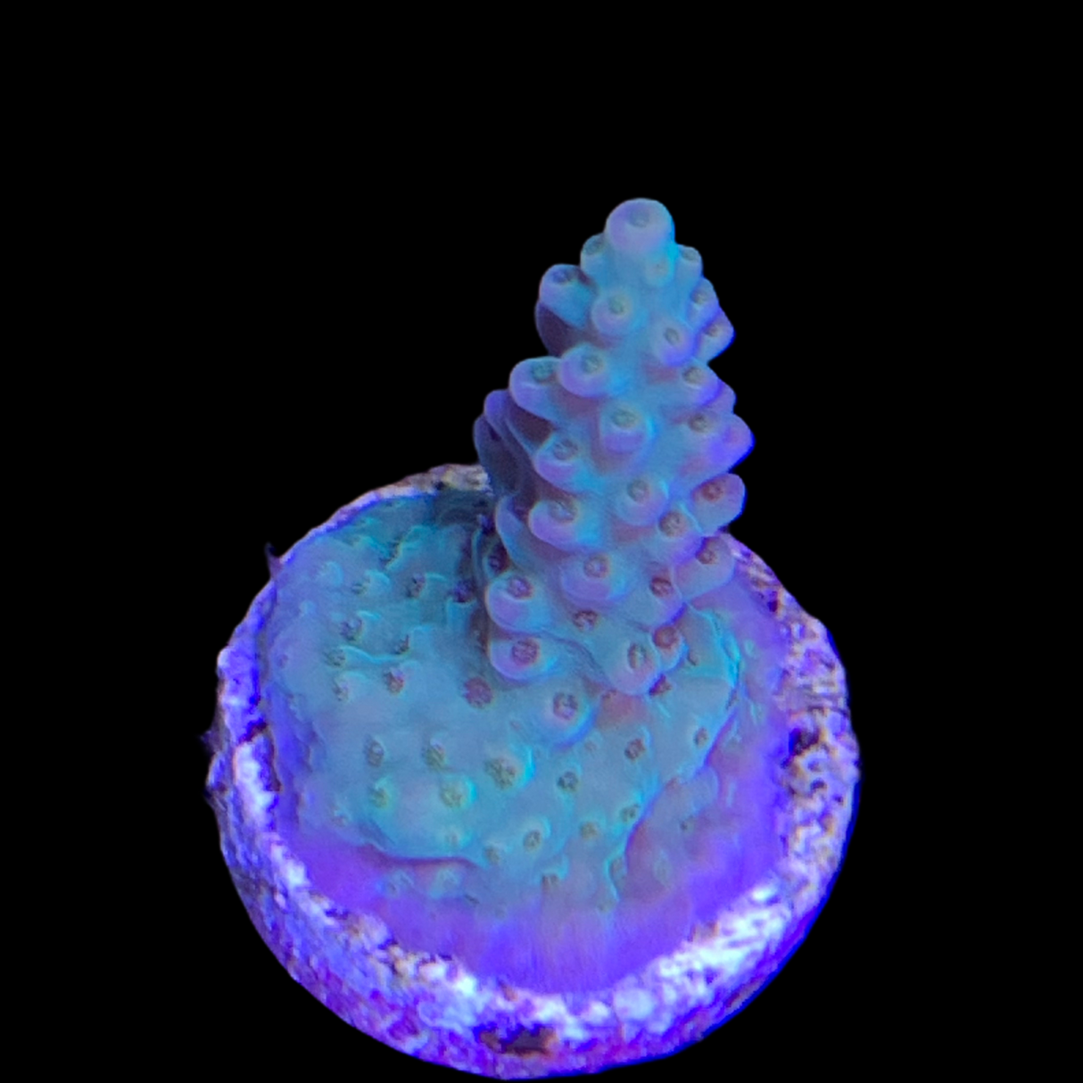 Acropora Frag