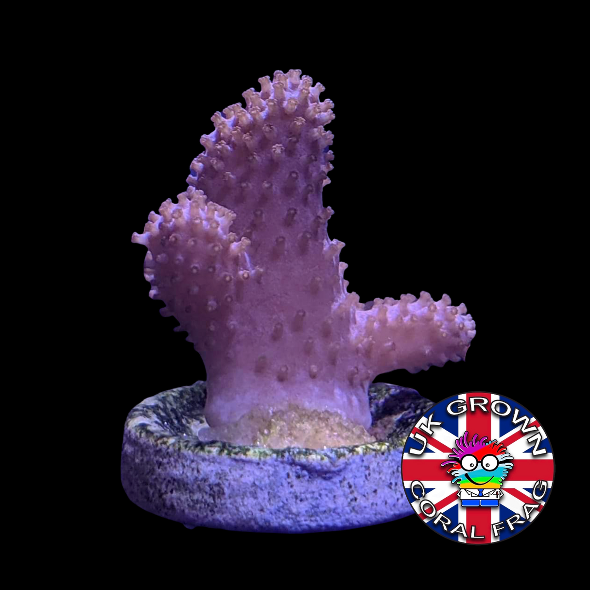 Sinularia (UK Grown)
