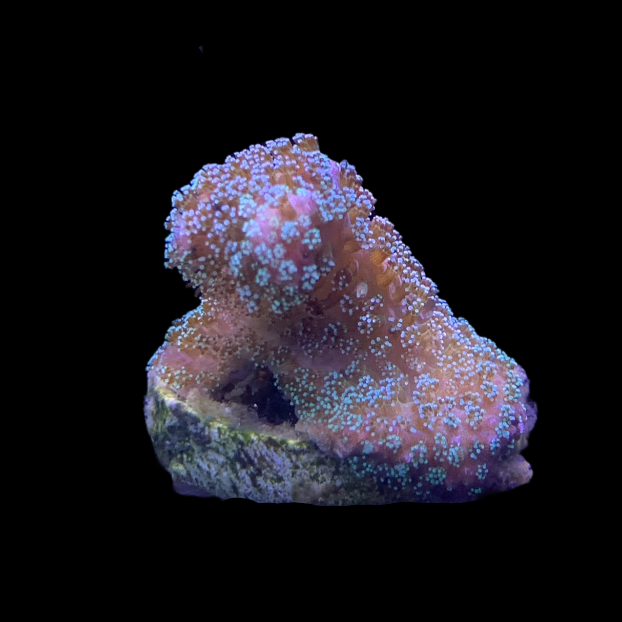 Green Stylophora Pistillata (UK Grown)