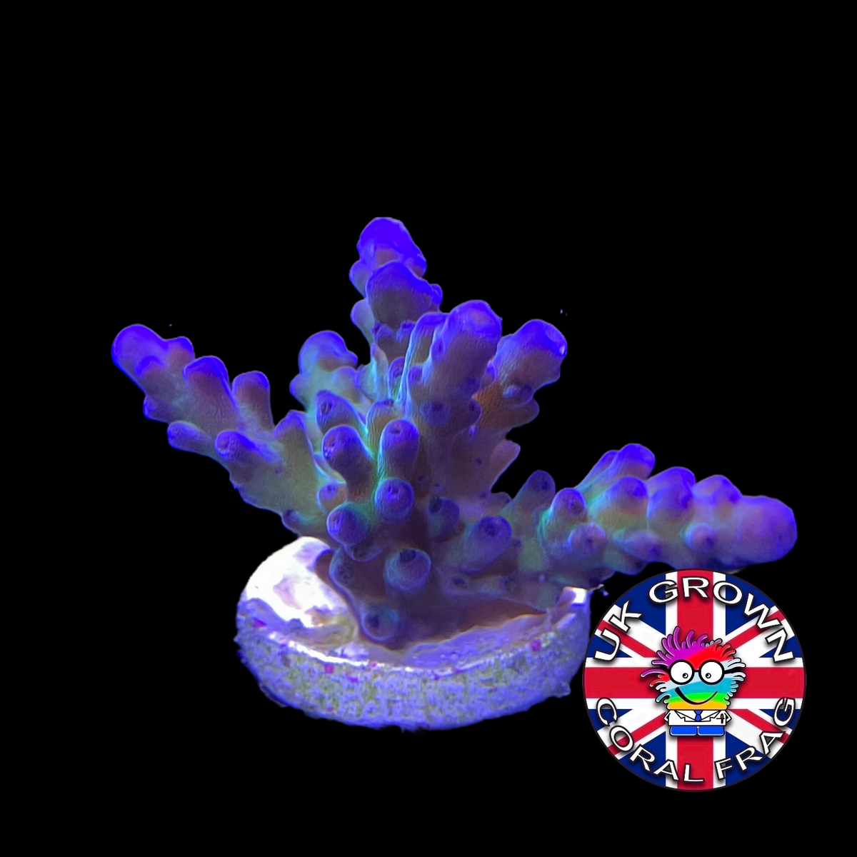 California Tort Acropora Frag (UK Grown)