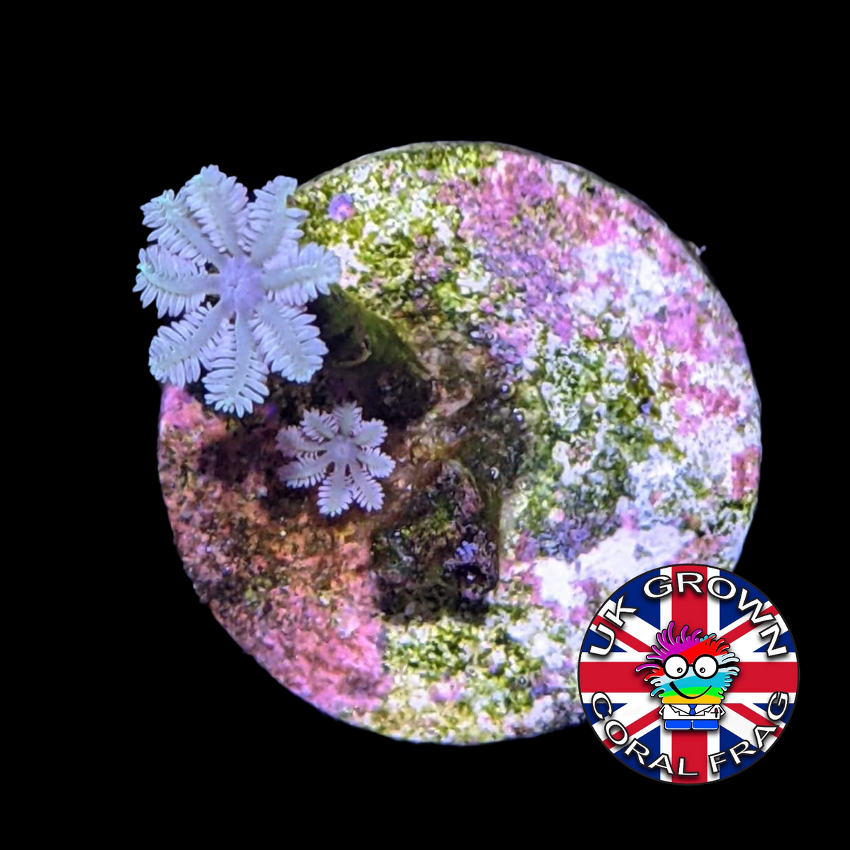 Pipe Organ (UK Grown)