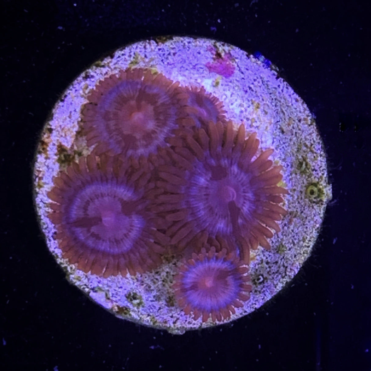 Zoa Frag
