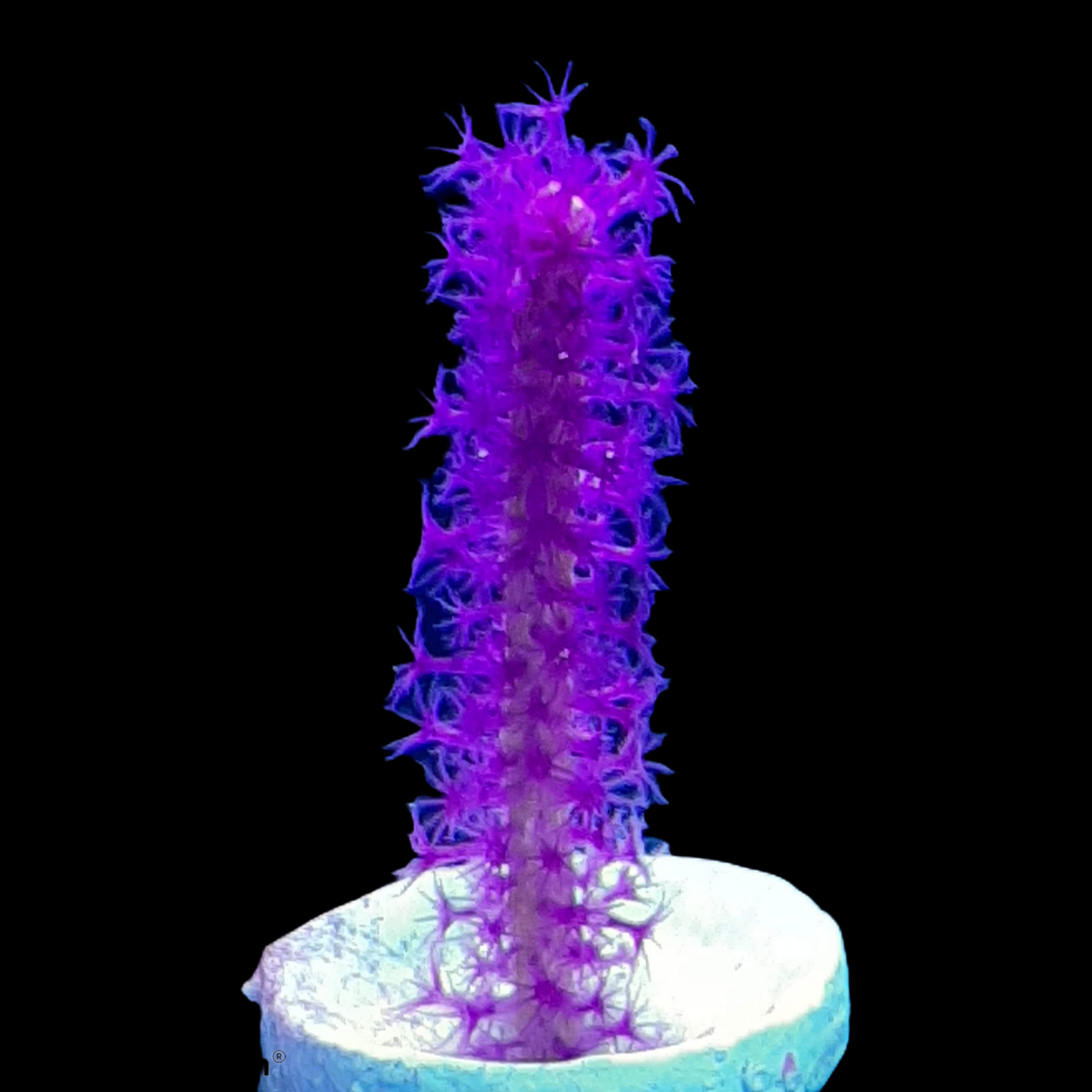Echinogorgia Rigida Gorgonian