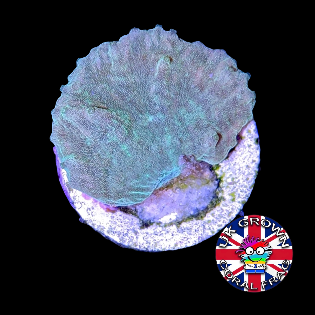 Green Cabbage Coral Sinularia Dura (UK Grown)