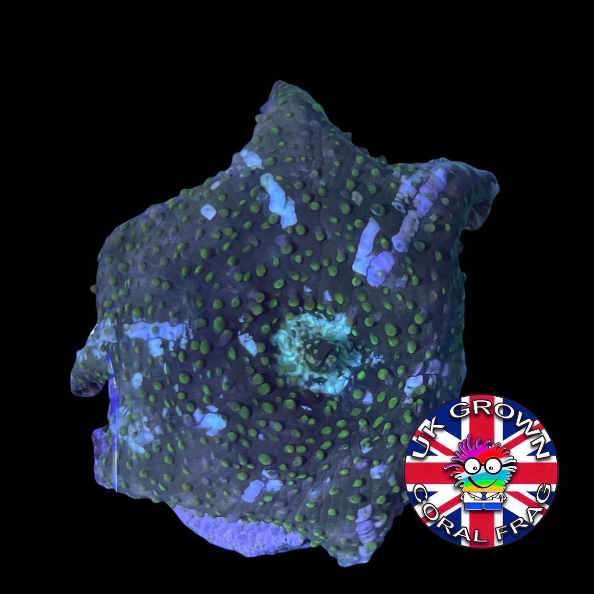 Large White Stripe Green Mushroom (UK Grown)