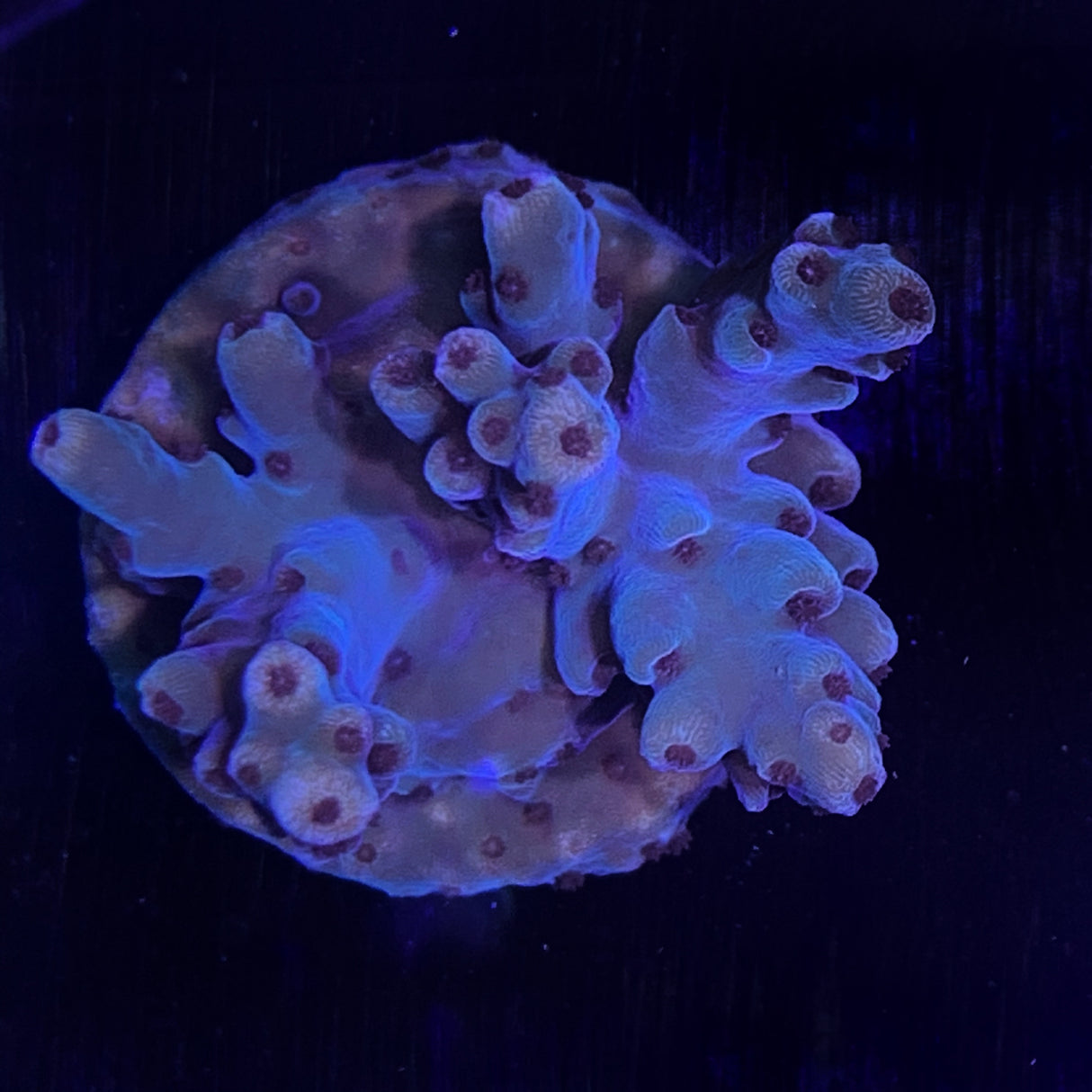 Acropora Frag
