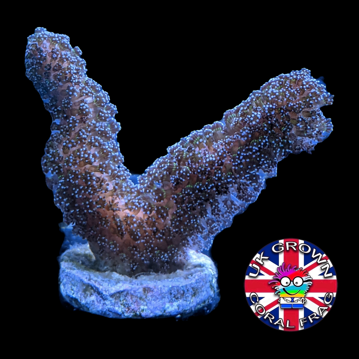 Stylophora Pistillata (UK Grown)