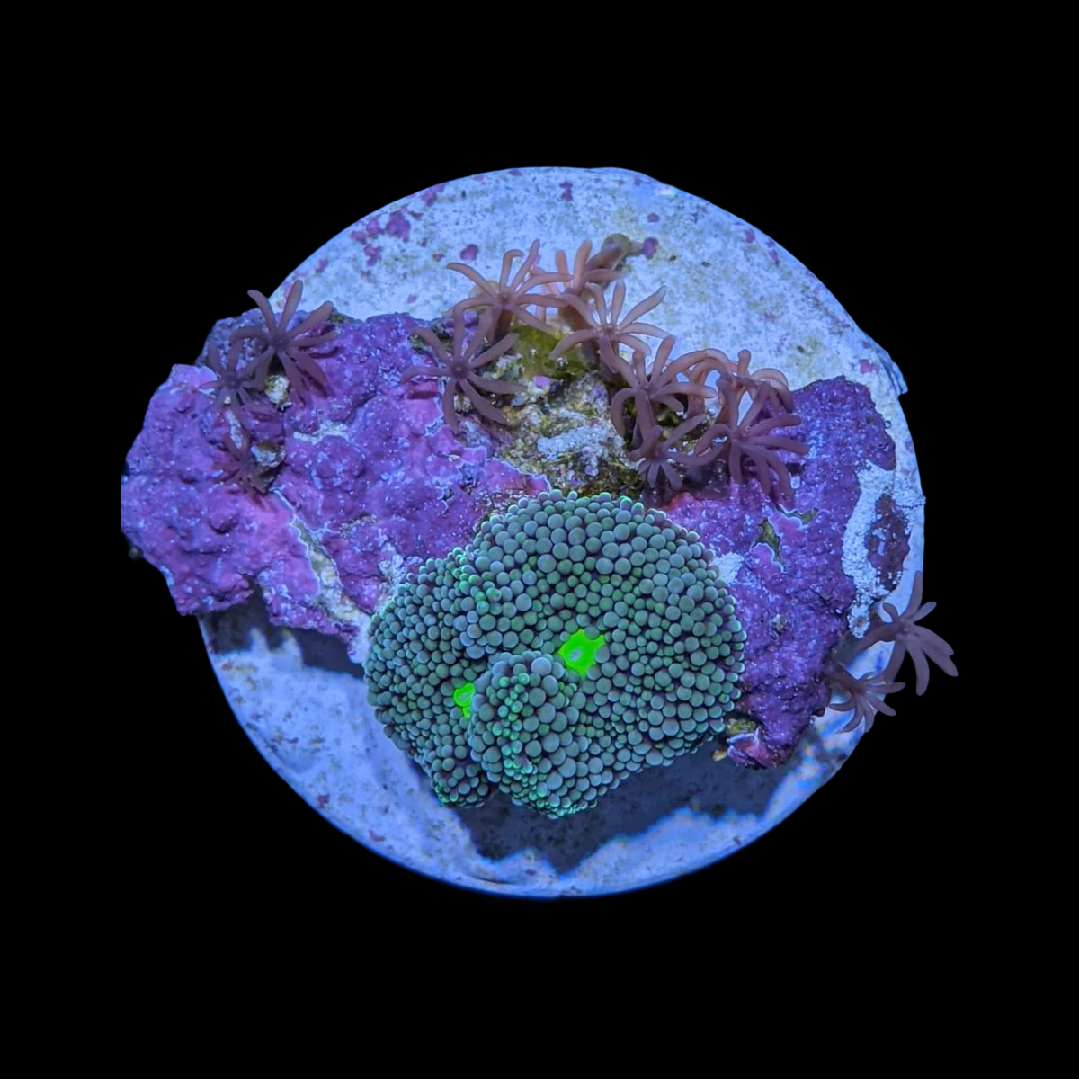 Blue / Green Ricordea Florida
