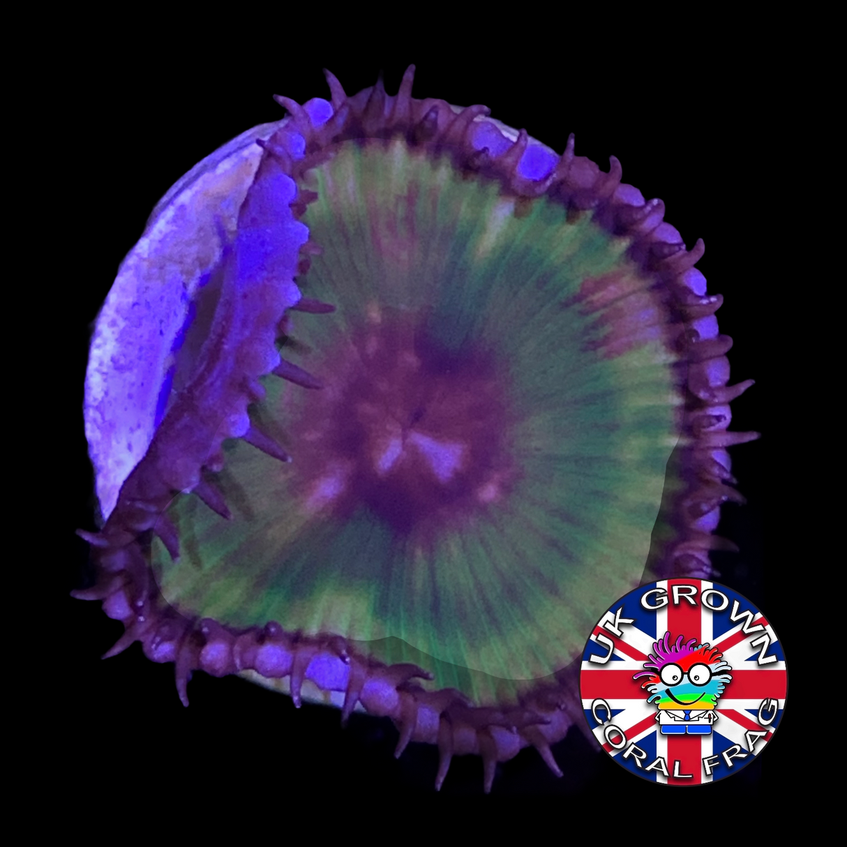 Grandis Paly Zoa Frag (UK Grown)
