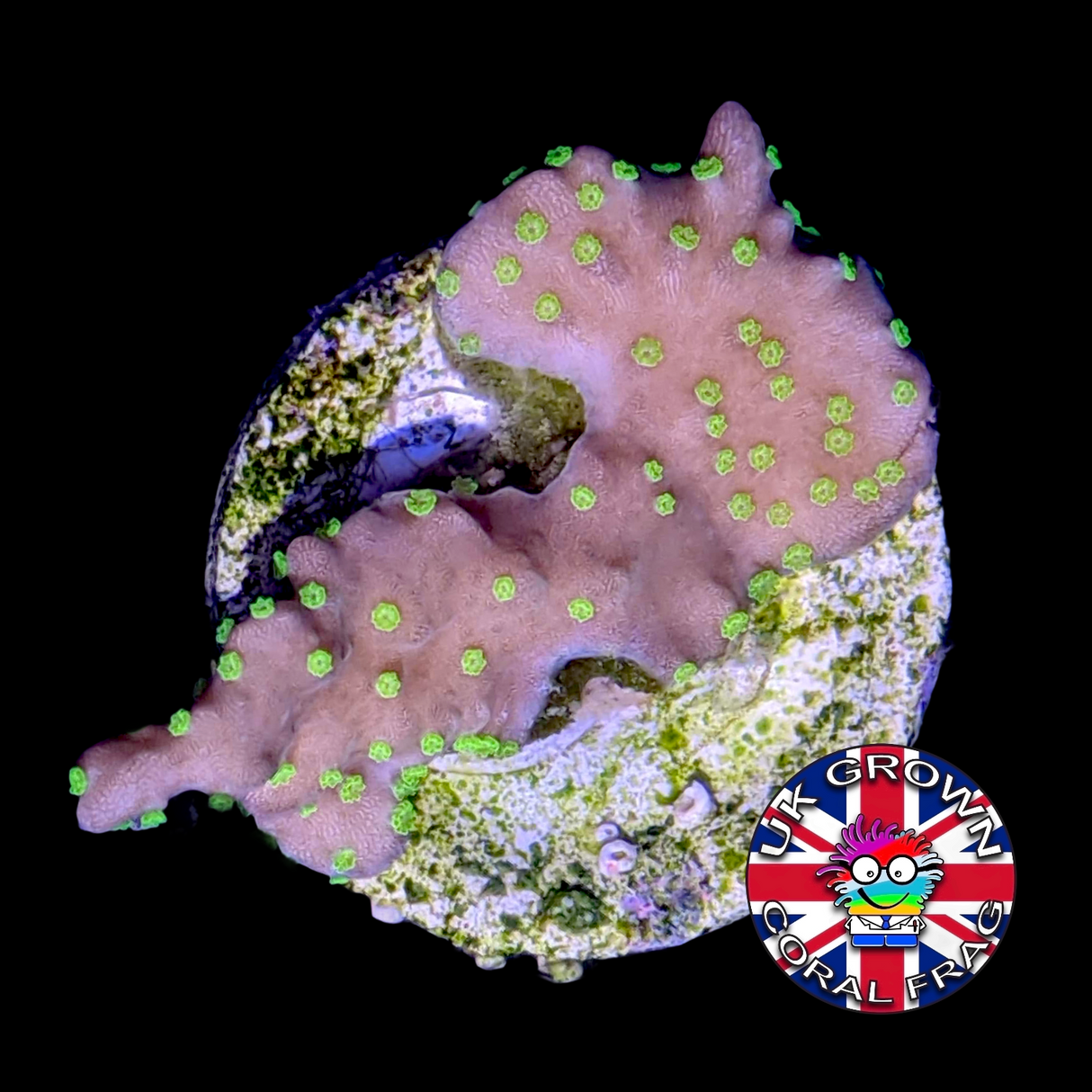 Hirsuta Montipora (UK Grown)