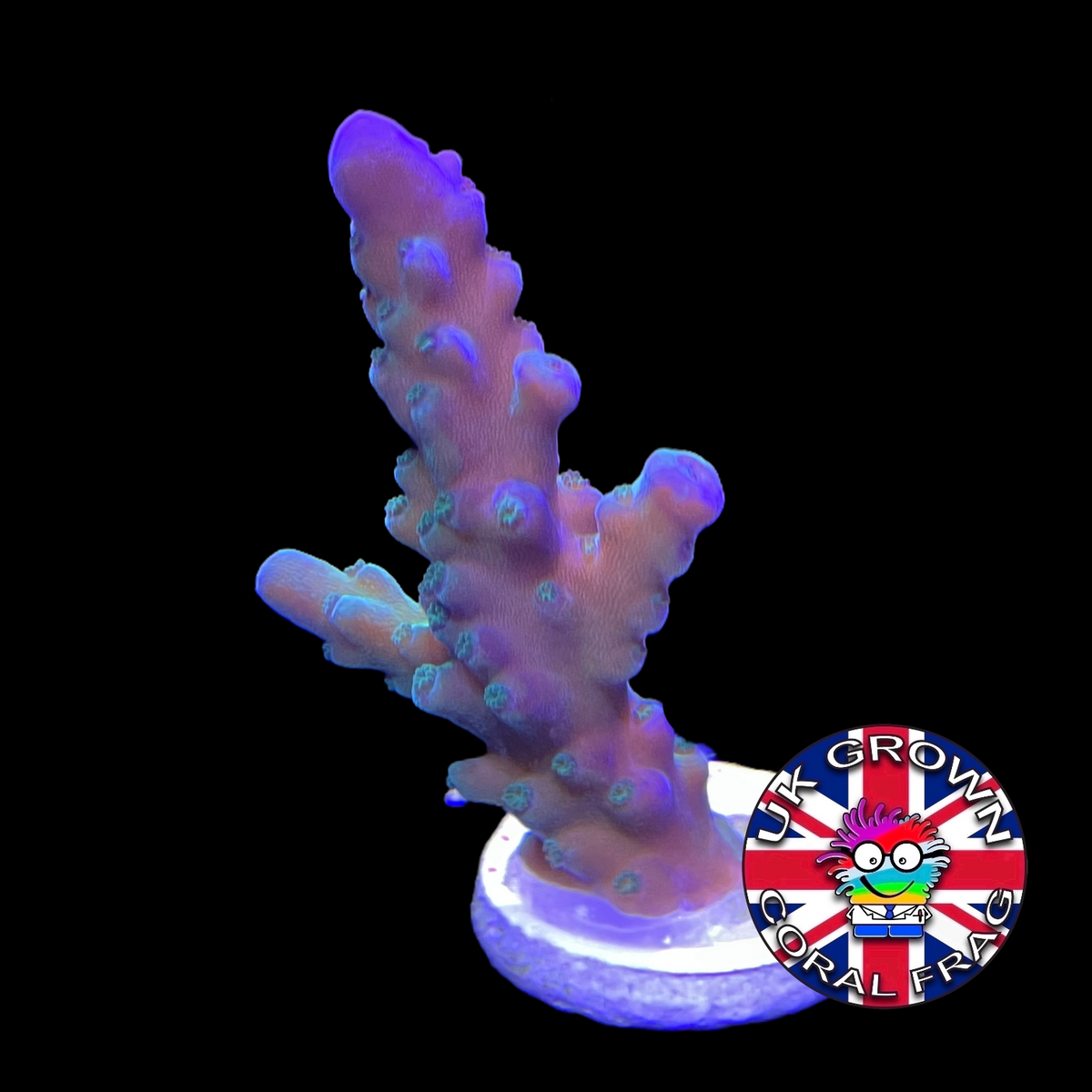 California Tort Acropora Frag (UK Grown)