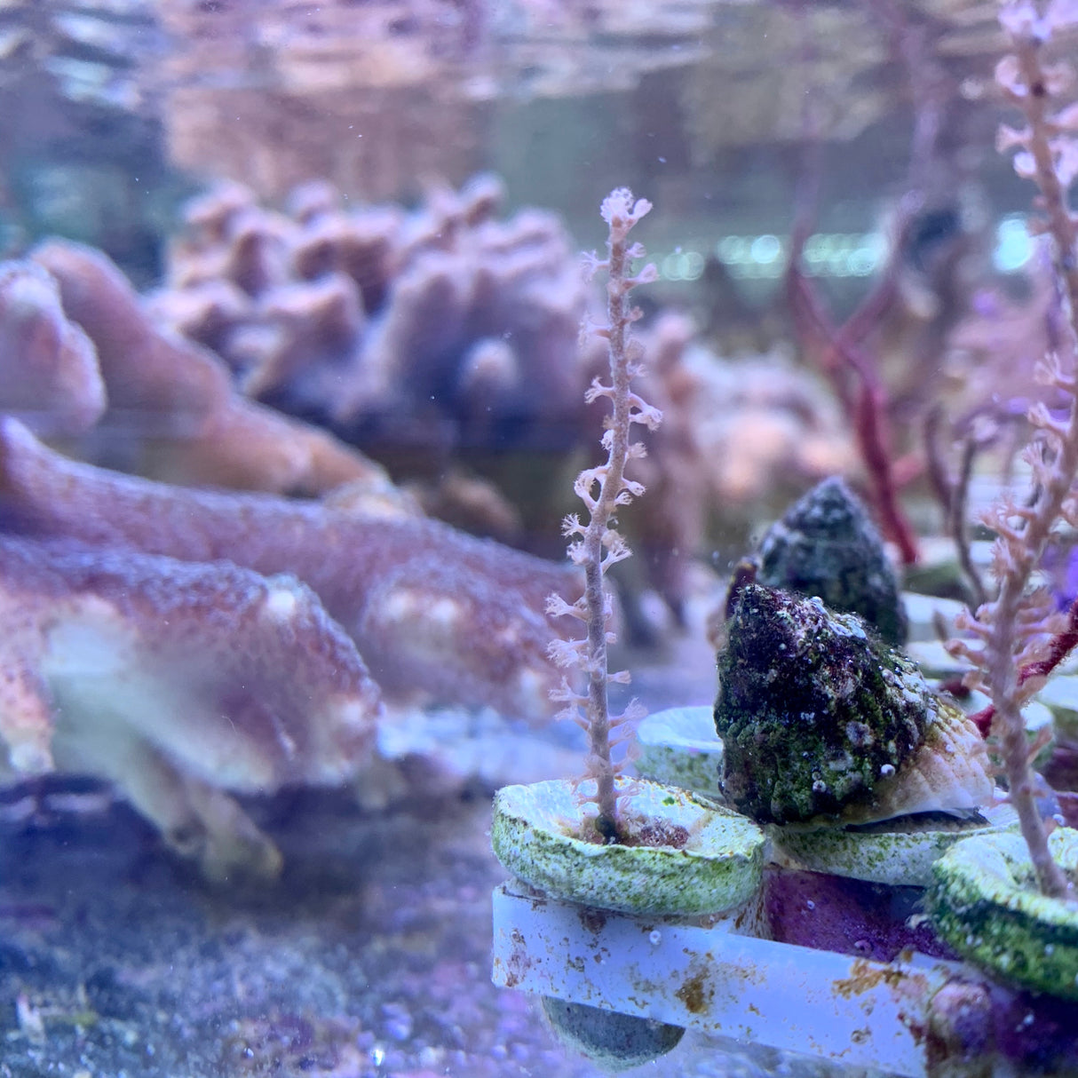 Photosynthetic Gorgonian