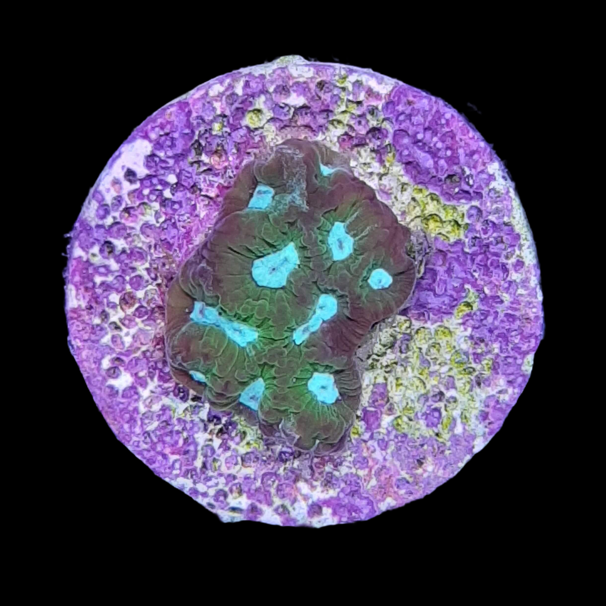 Emerald City Plesiastrea