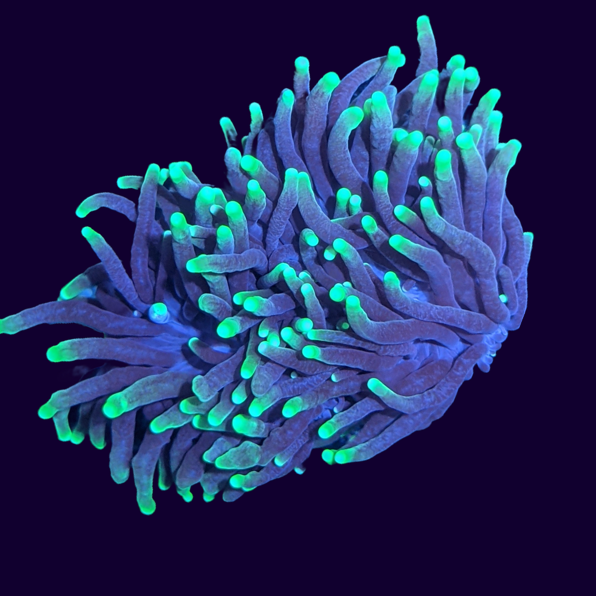 Large Green Torch Frag