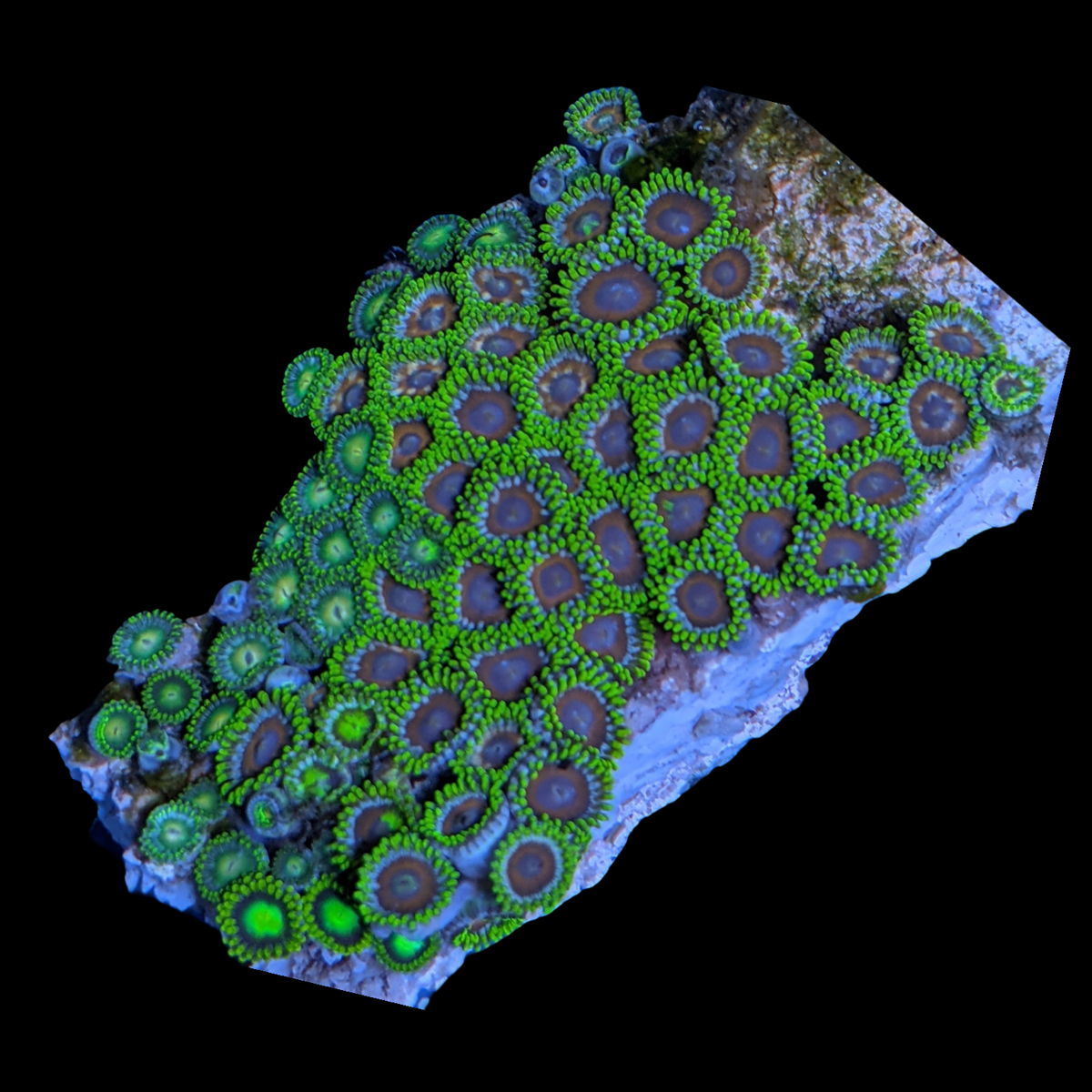 Mini Zoa Colony