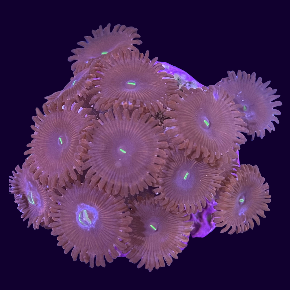 Red People Eater Large Zoa Frag