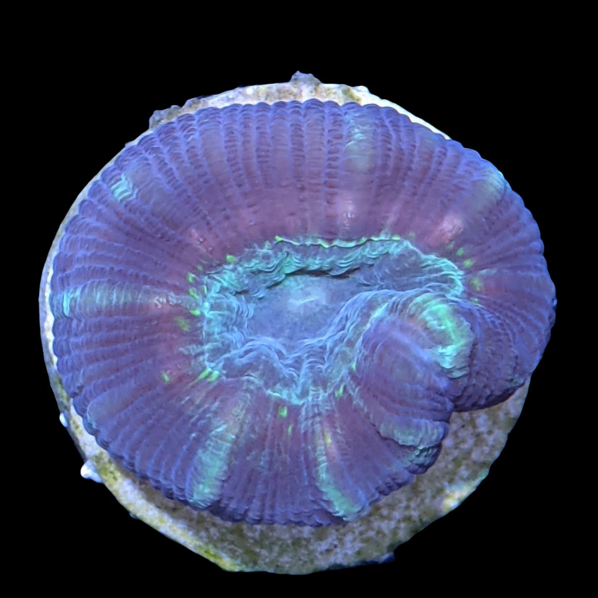 Green Pinwheel Candy Cane