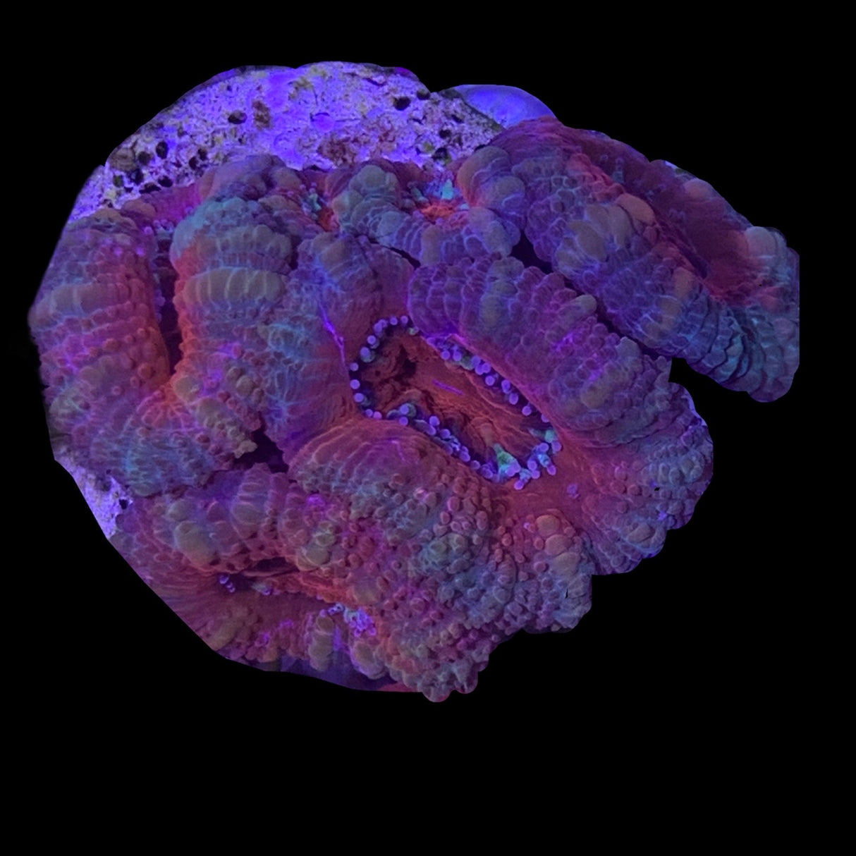 4 Head Acan Frag