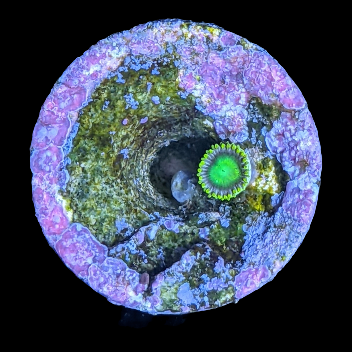 Radioactive Dragons Eye Zoa Frag