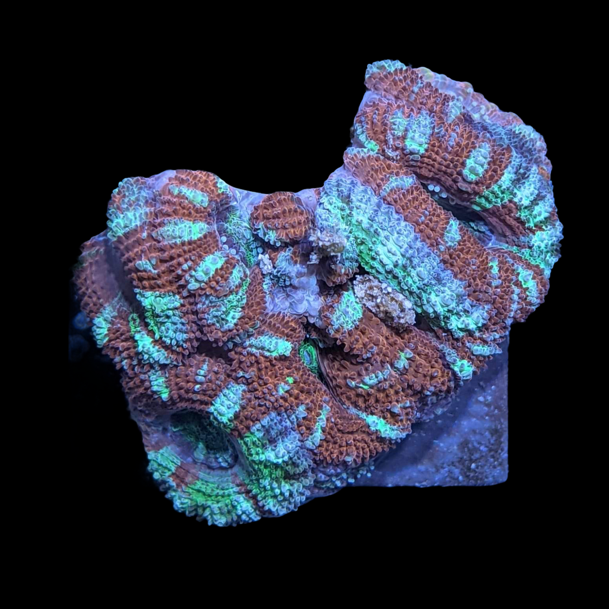 Acanthastrea Lordhowensi