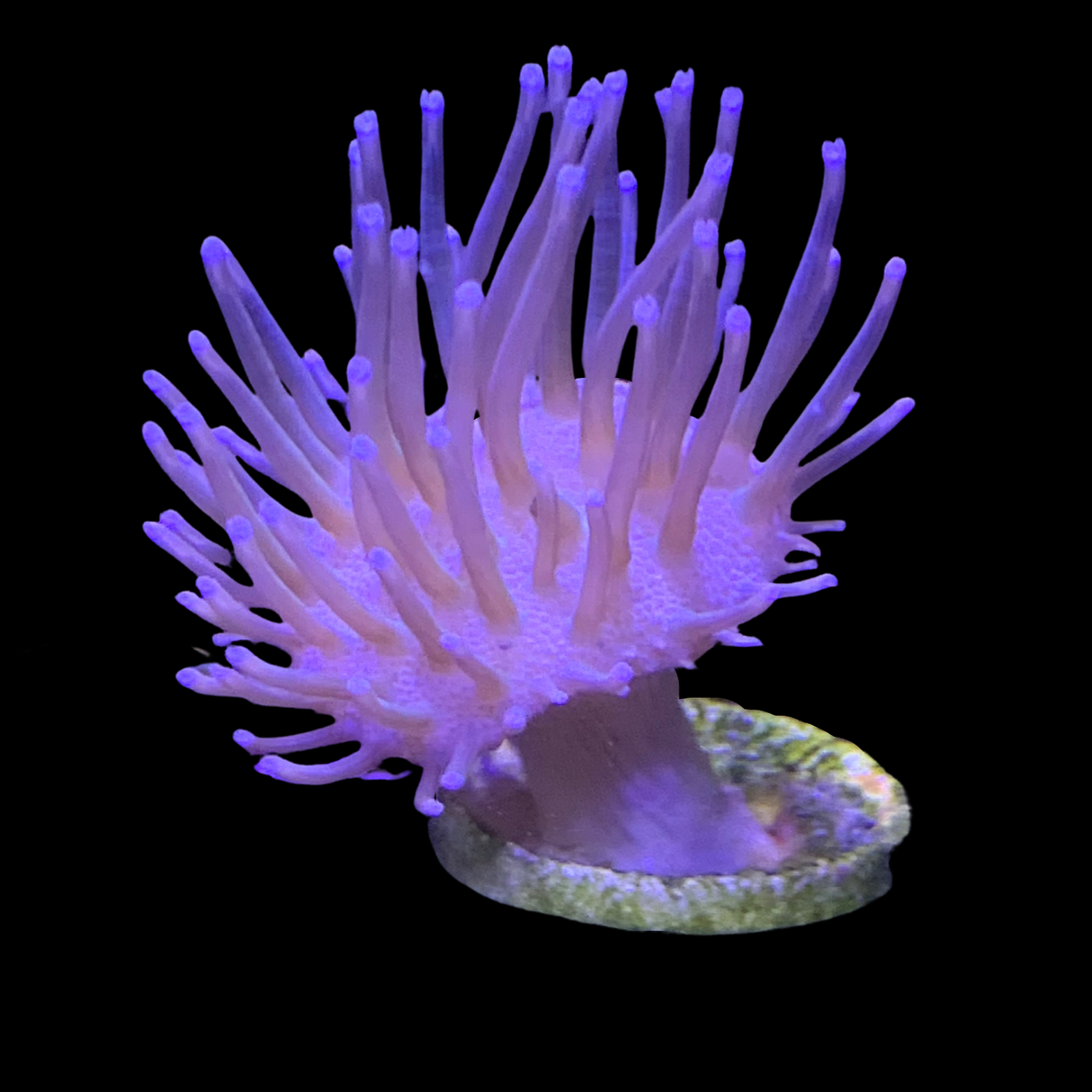 Toadstool (UK Grown)