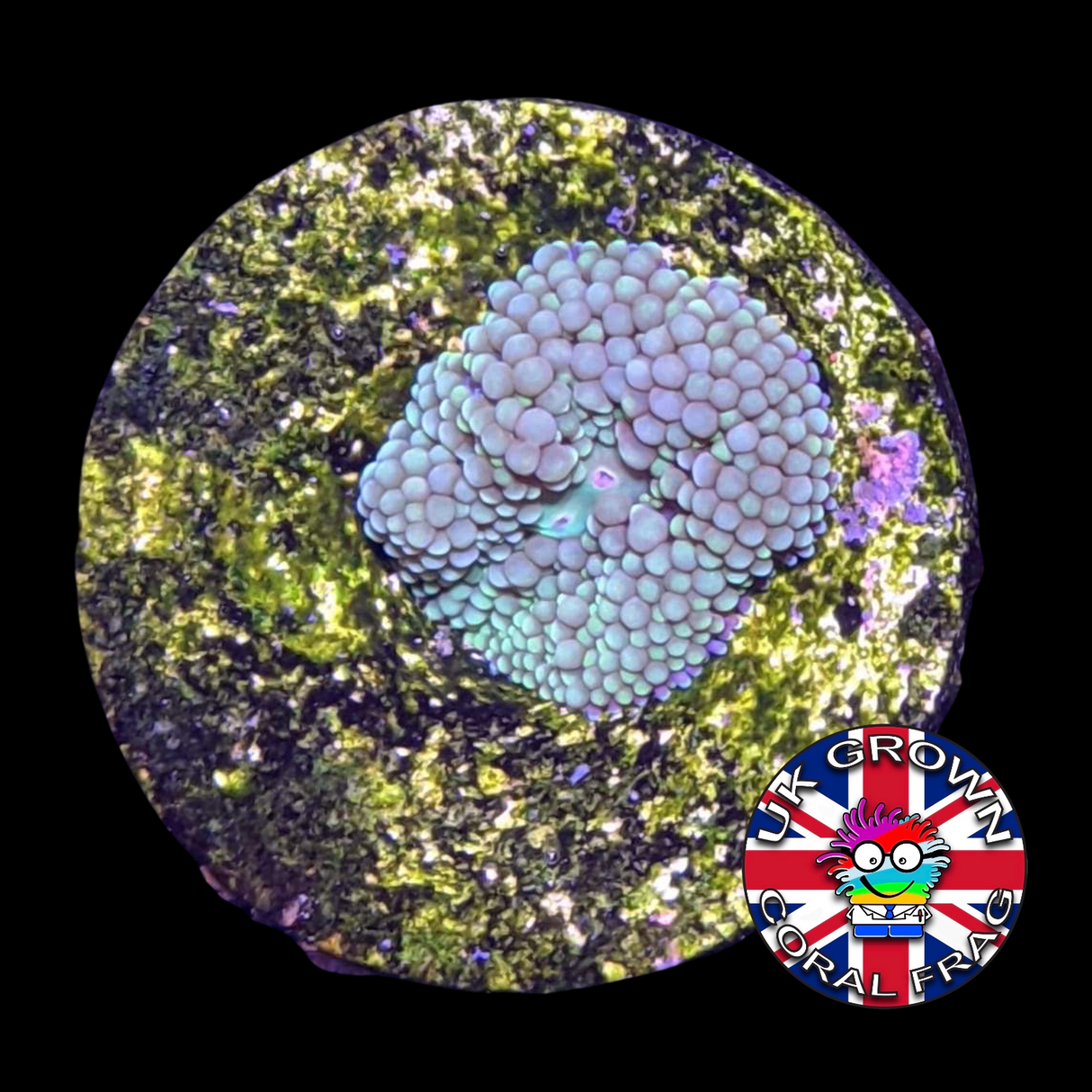 Green Ricordea Florida (UK Grown)