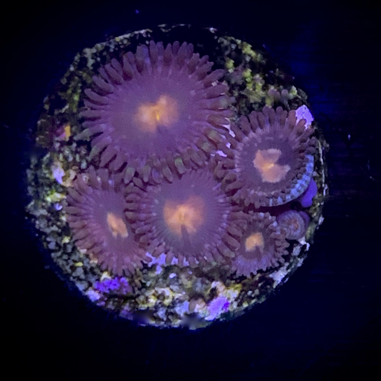Zoa Frag