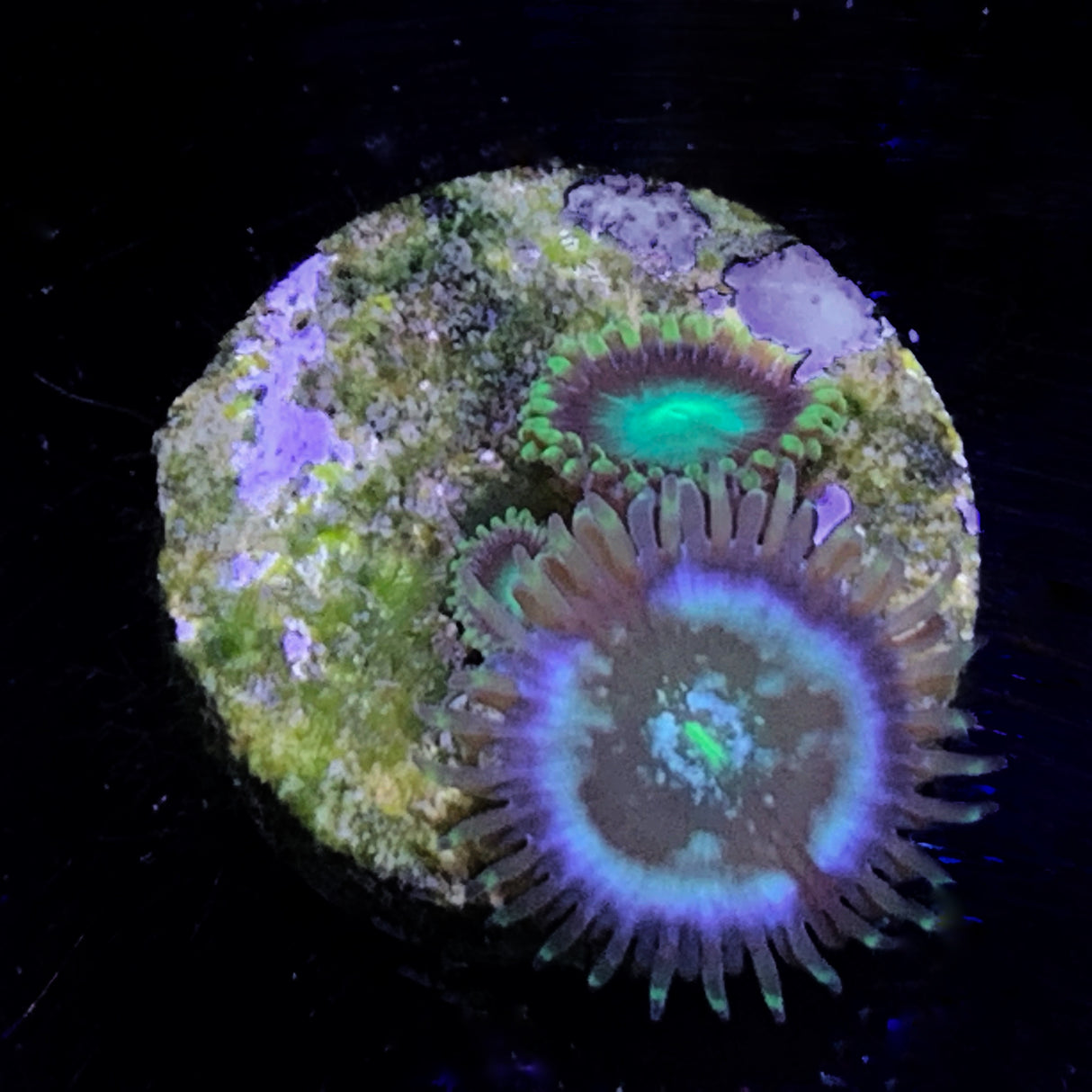 Zoa Frag