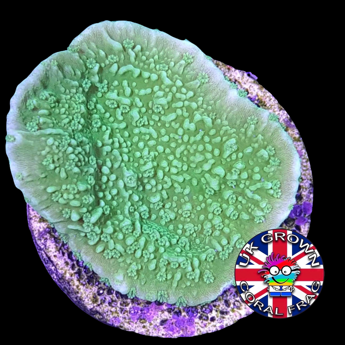 Green plating Montipora (UK Grown)