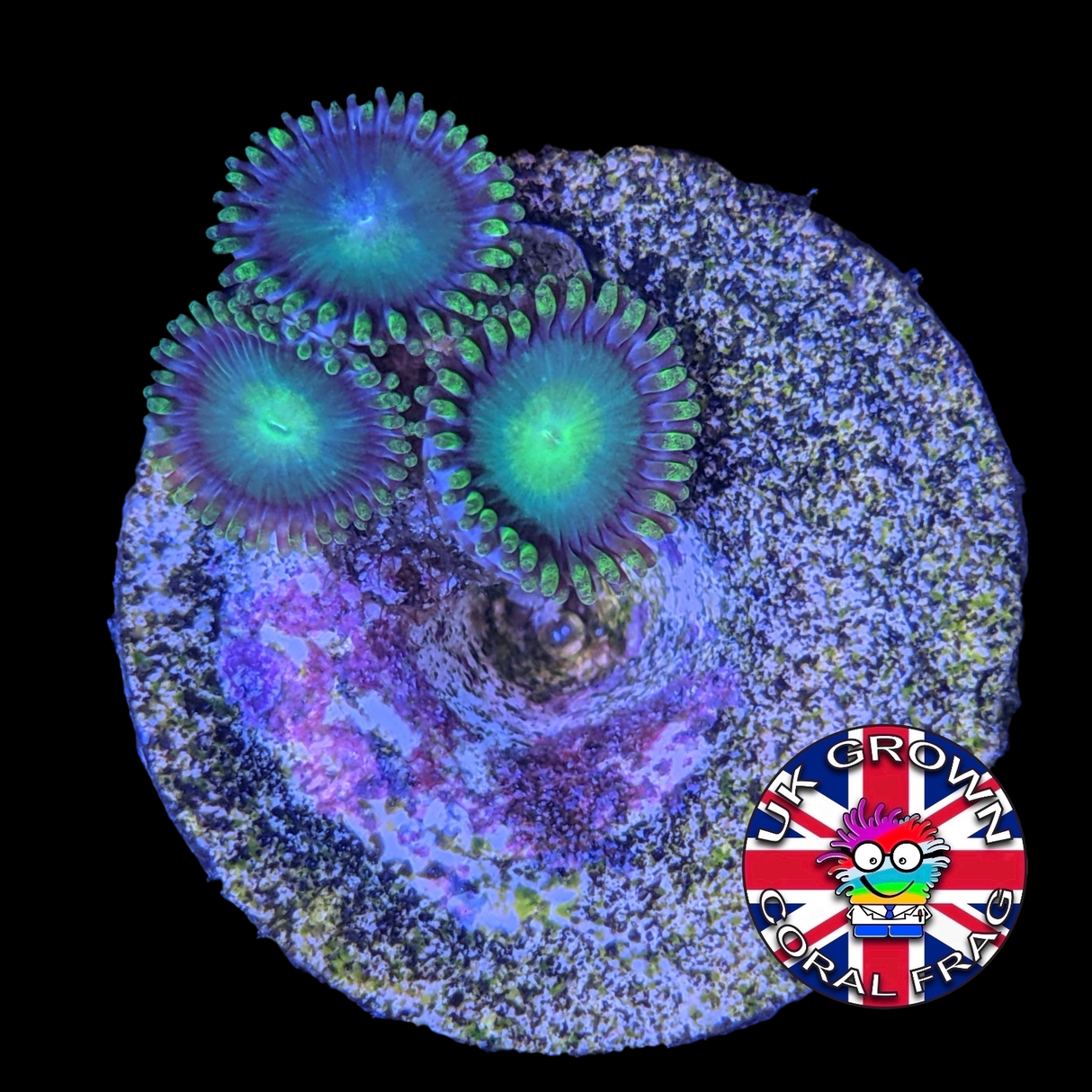 Radioactive Dragons Eyes Zoa (UK Grown)