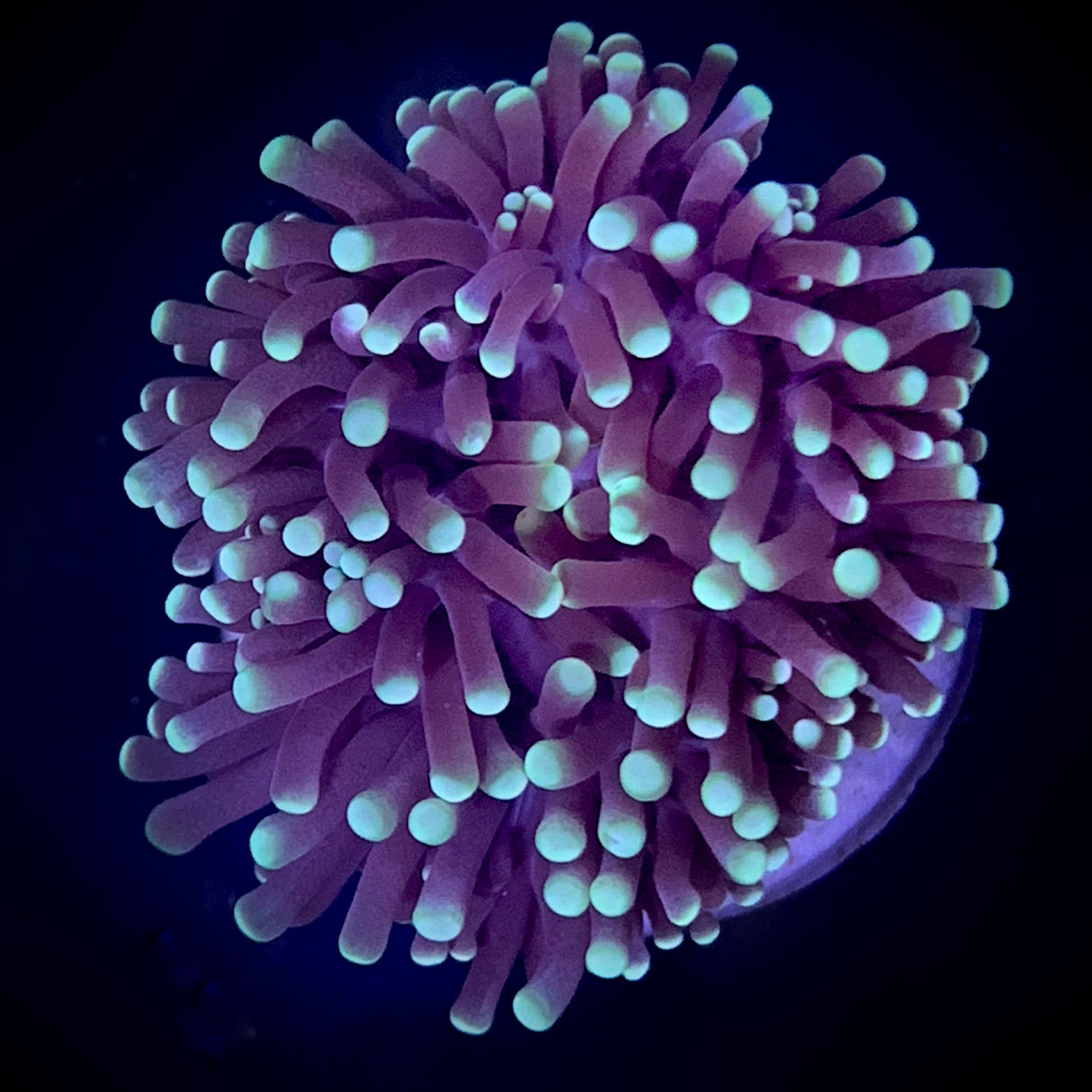 Torch Frag