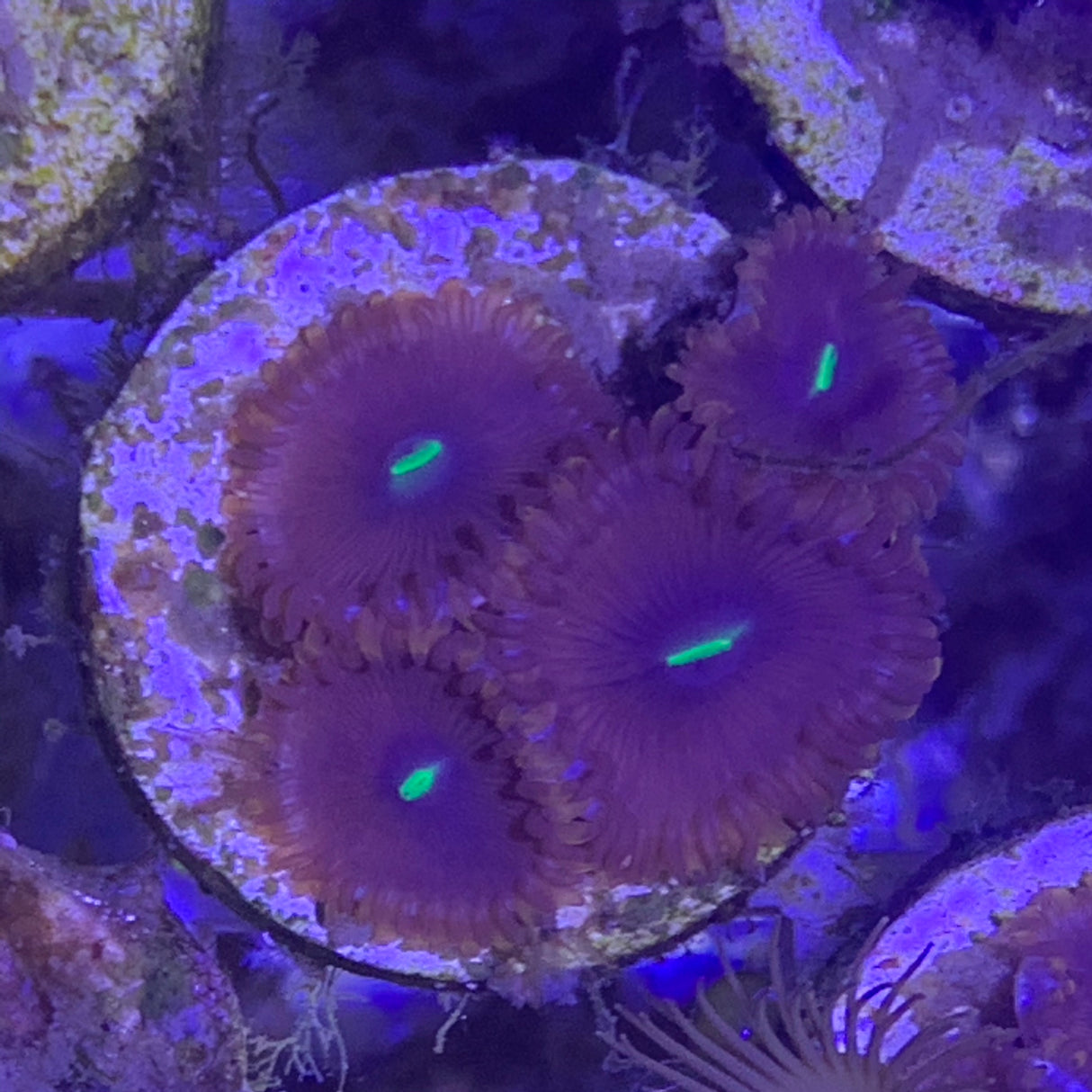 4 polyp Zoa frag