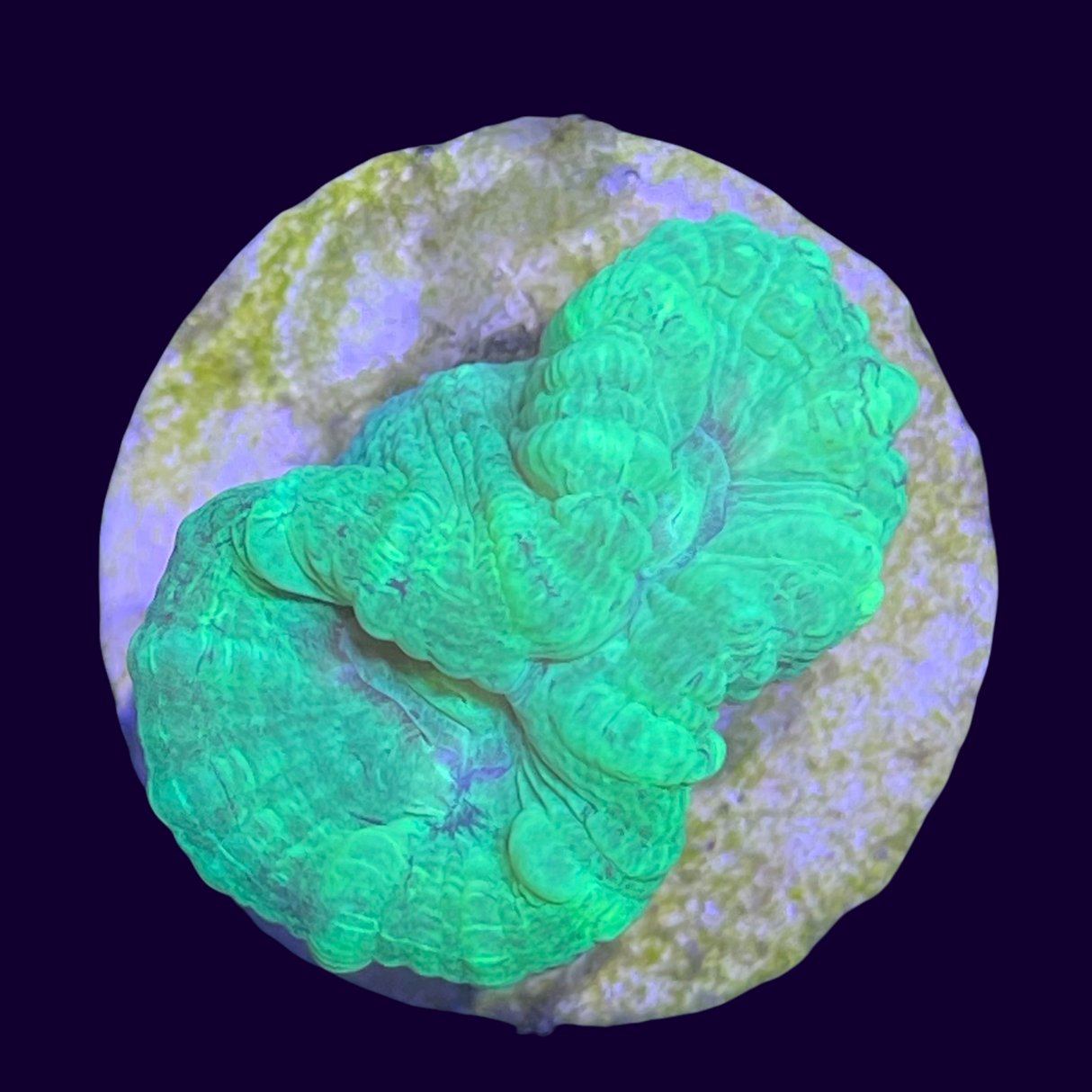 Neon Green Candy Cane