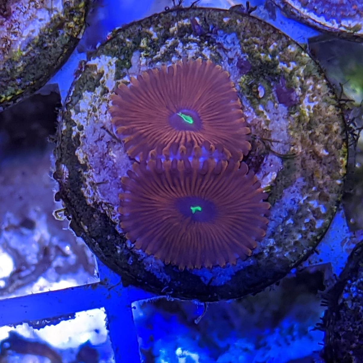 2 polyp Zoa frag