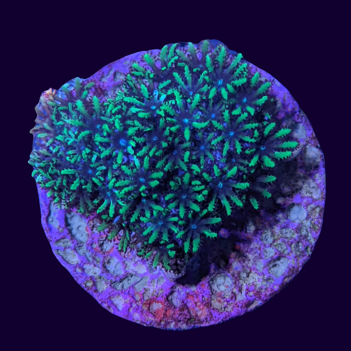 Blue Cauliflower Coral
