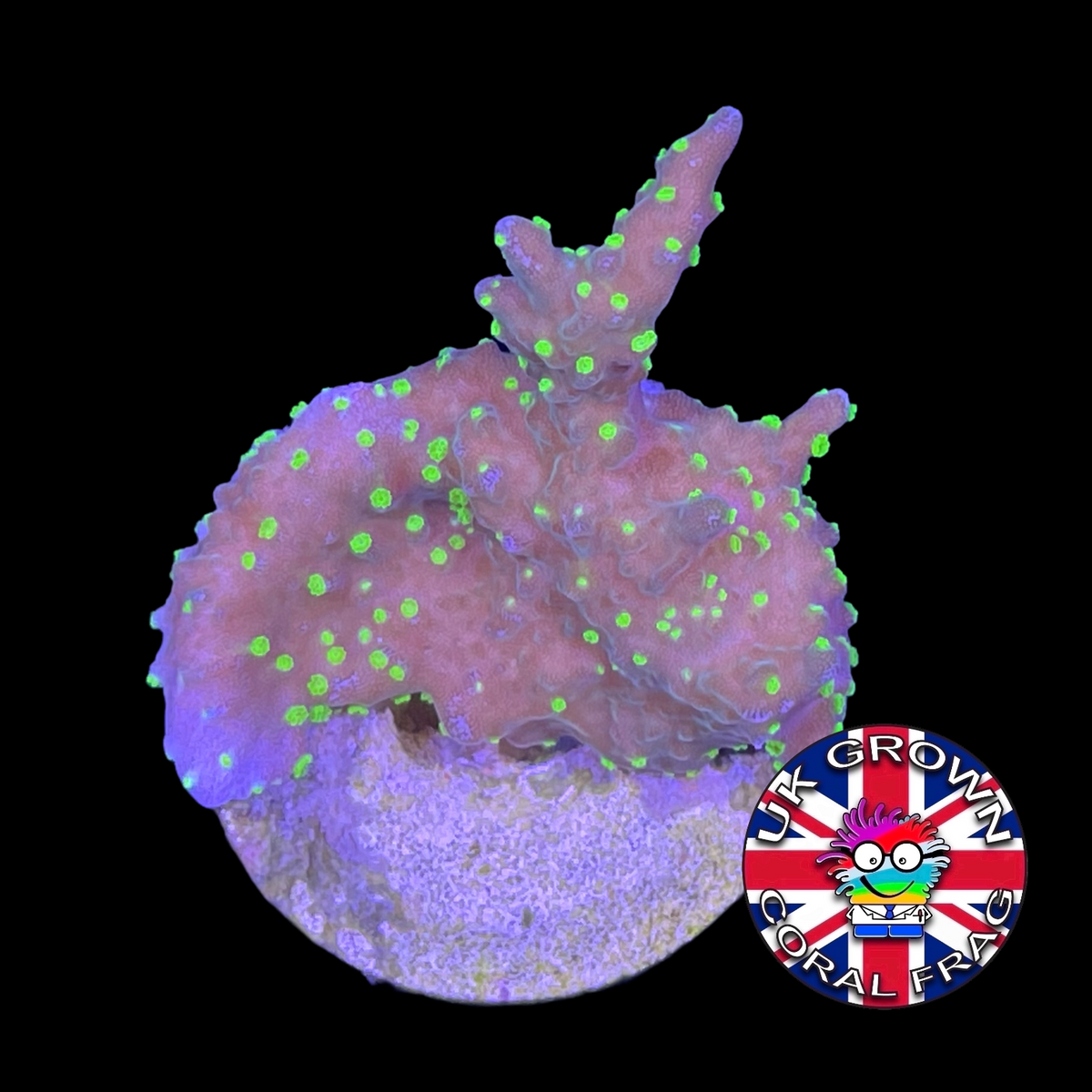 Hirsuta Montipora (UK Grown)