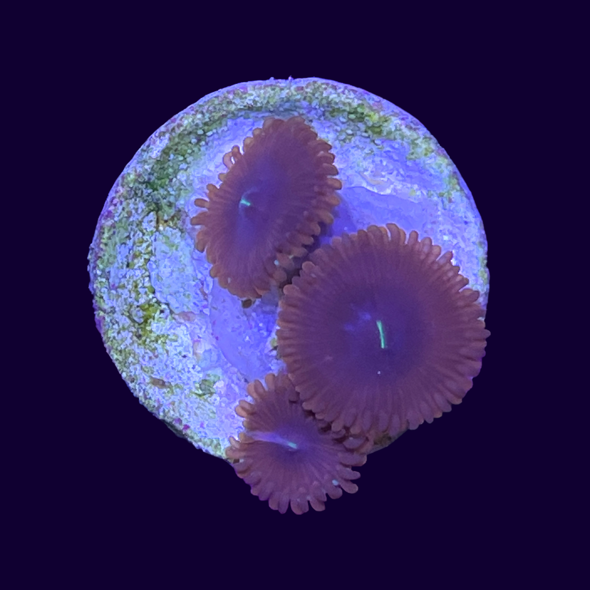 Red People Eater Zoa