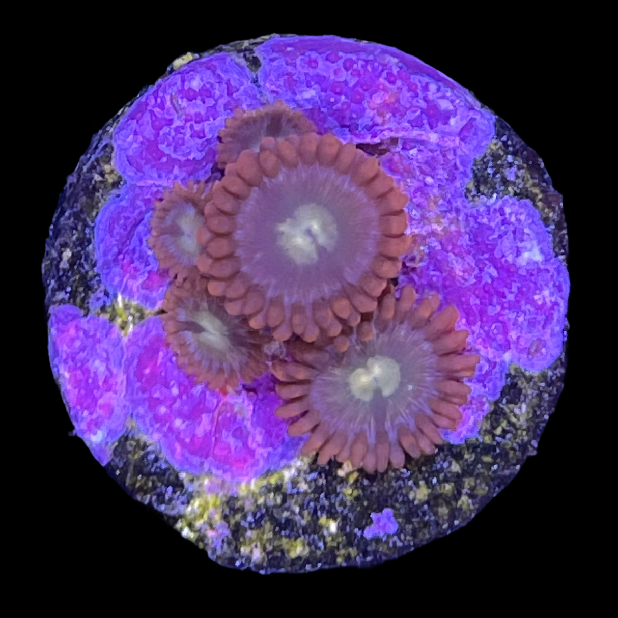 Chocolate Orange Zoa Frag
